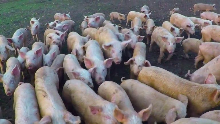 complete-pig-farming-business-plan-how-to-start-a-piggery-november-2023