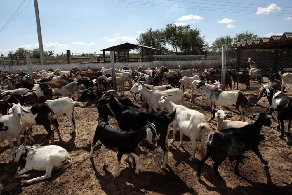 goat farming business plan in ghana